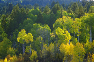 Grouse Creek trees 46